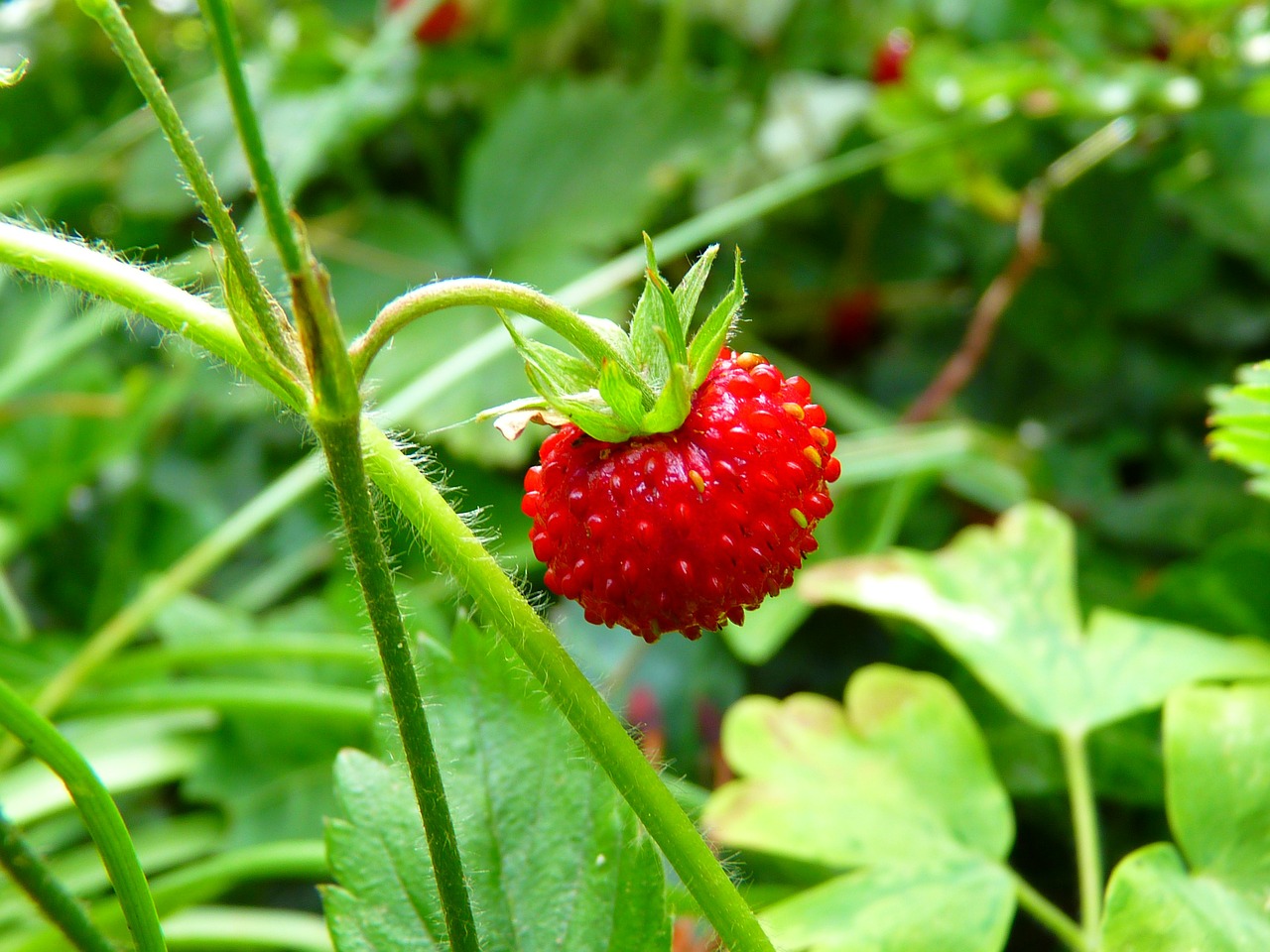 strawberry, wild strawberry, red