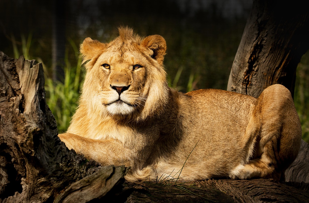 lion, fur, animal-3968930